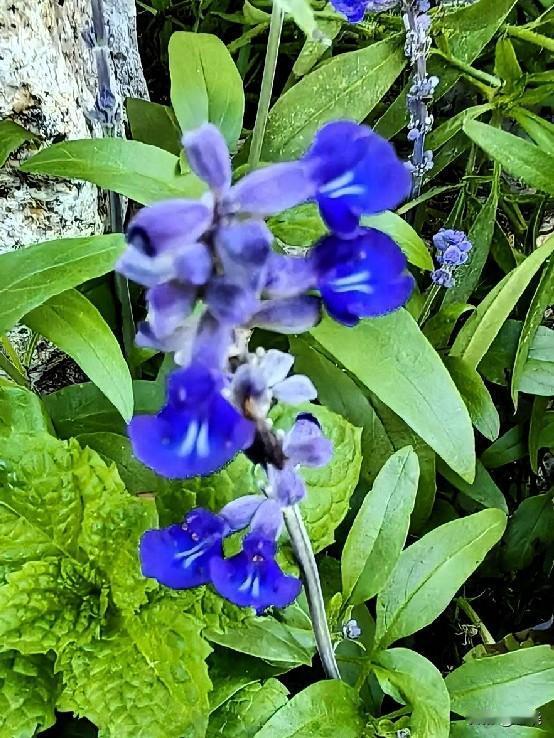 ＃蓝小花·紫小花＃
路边的草丛中，星星点点地绽放着蓝小花与紫小花。
蓝小花清新脱