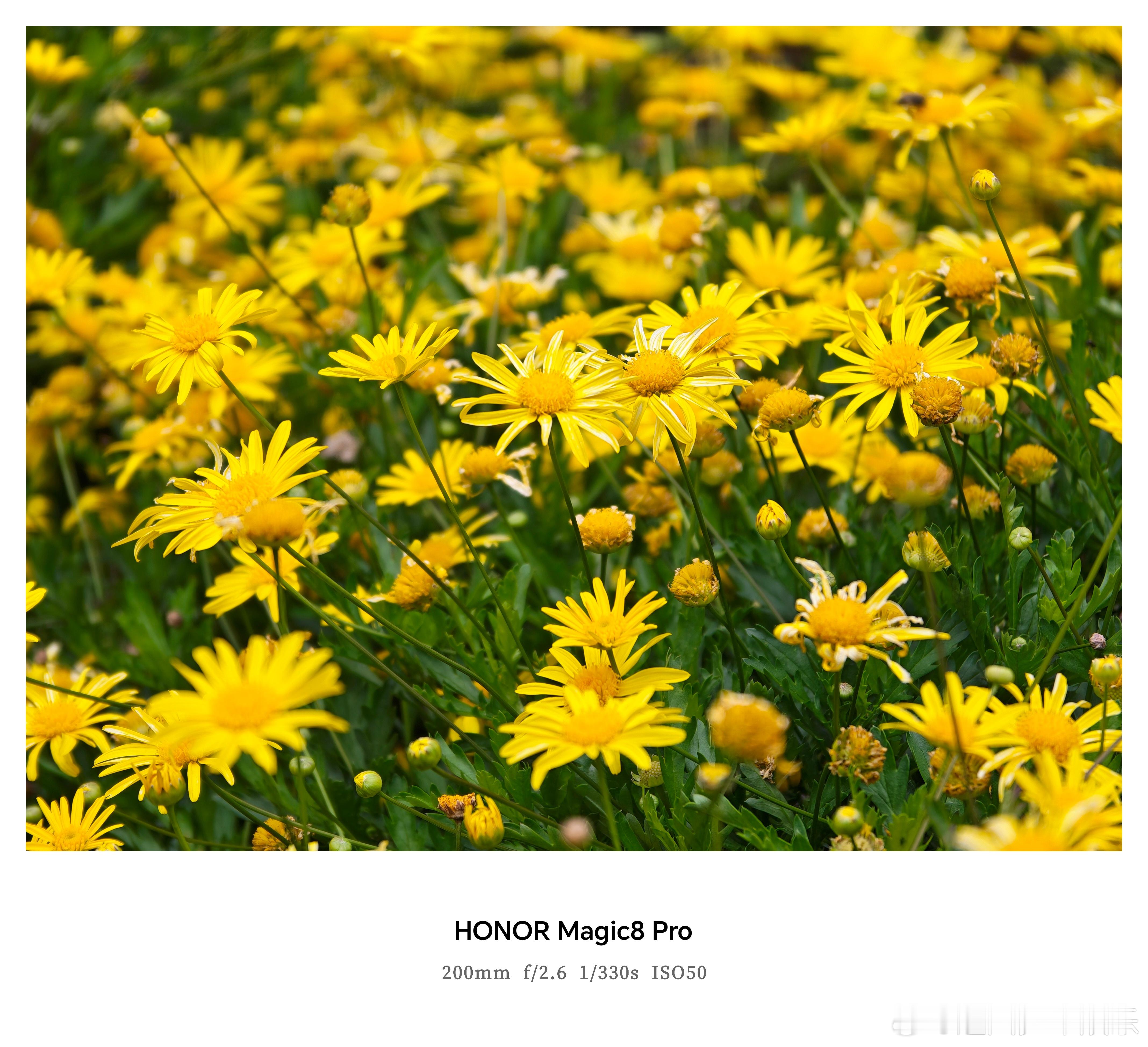 谁懂这次换手机的意义 带着刚入手的荣耀Magic8去踏青，河南的春色真的被它完美