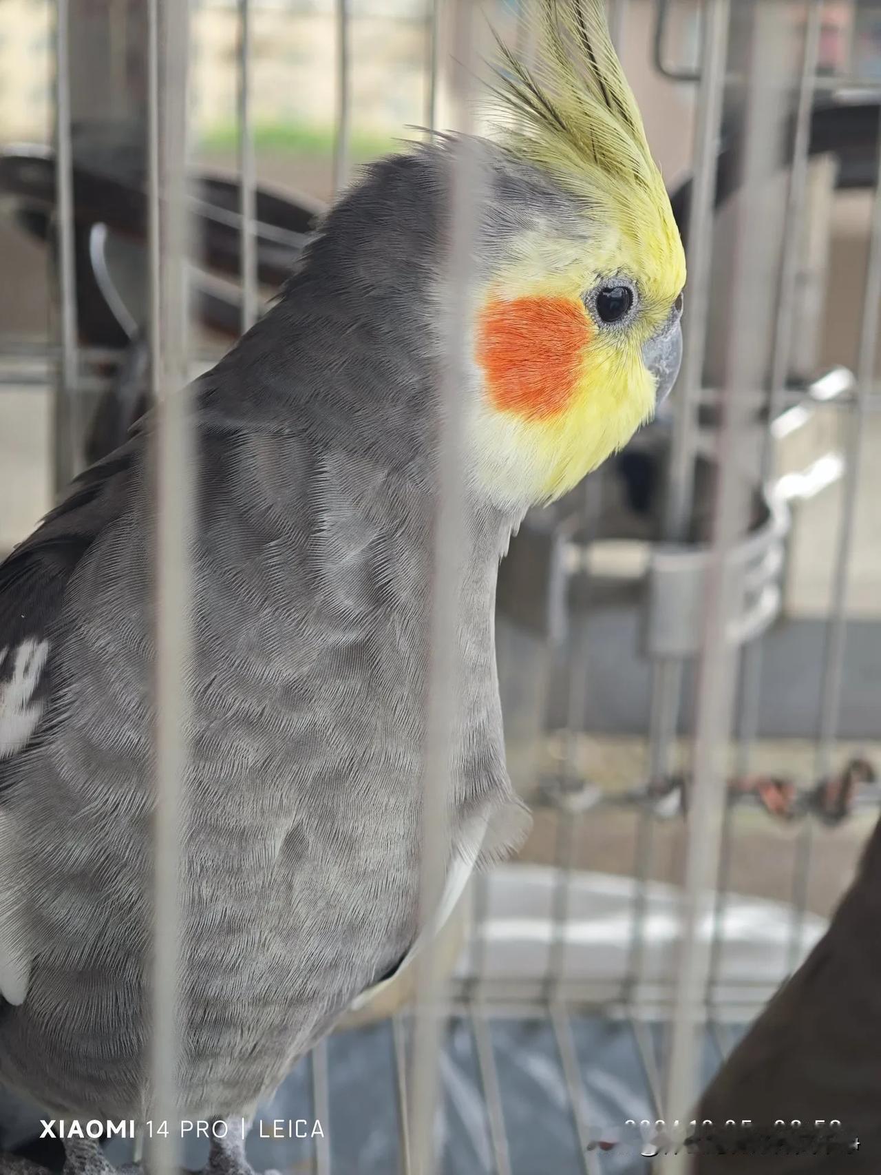 #秋日生活打卡季#原始灰公鸟，会唱歌，颜值高！