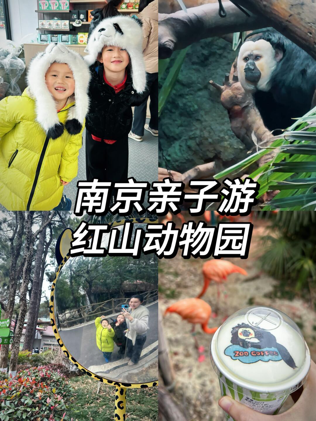 堪称完美的红山动物园之行（附路线）🦩🐾