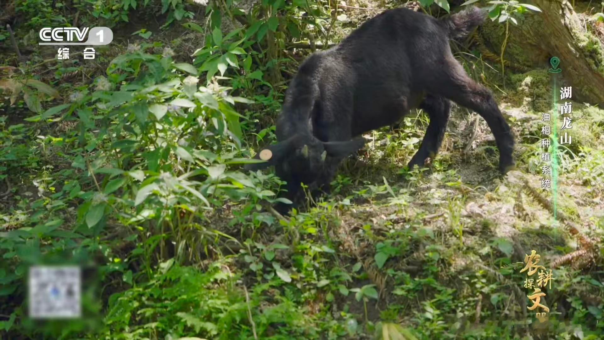 羊羊羊化身除草特工队这群山羊干饭干活两不误真的一点不夸张，它们啃食杂草填饱肚子的