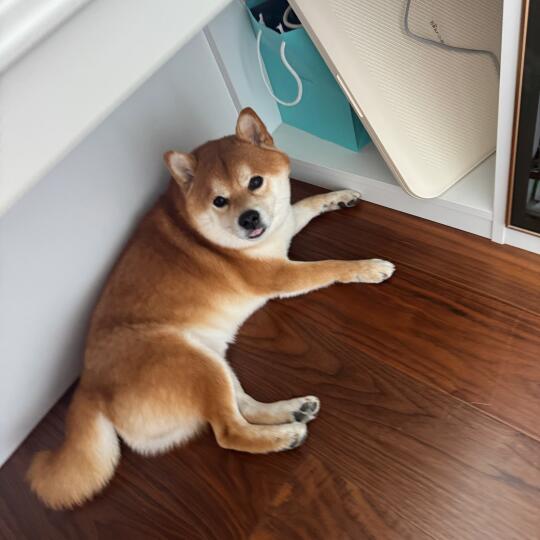 睡觉吐舌头太可爱了