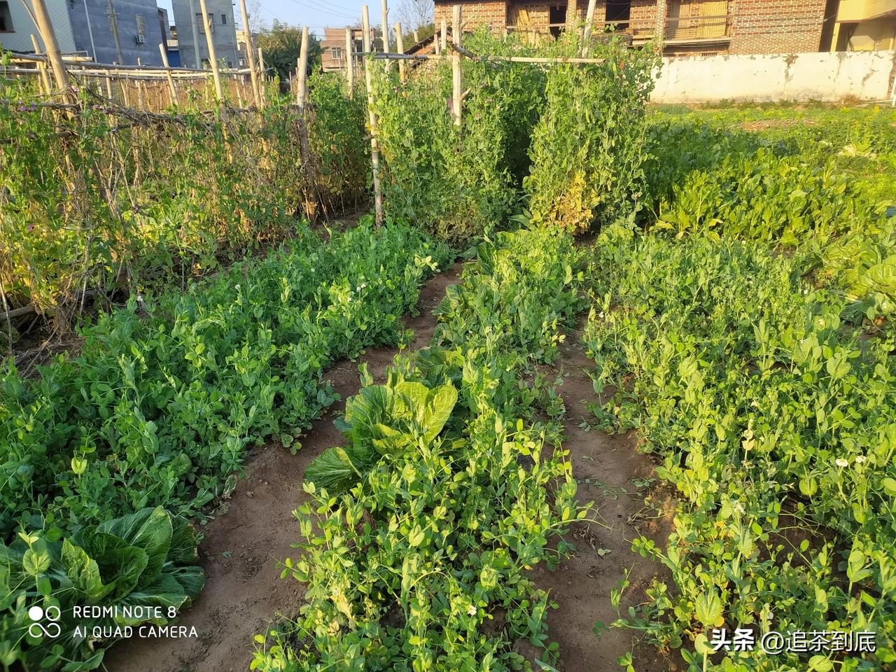 天南地北大拜年戳这里，一起放烟花>春节的荷兰豆和西蓝花根本吃不完