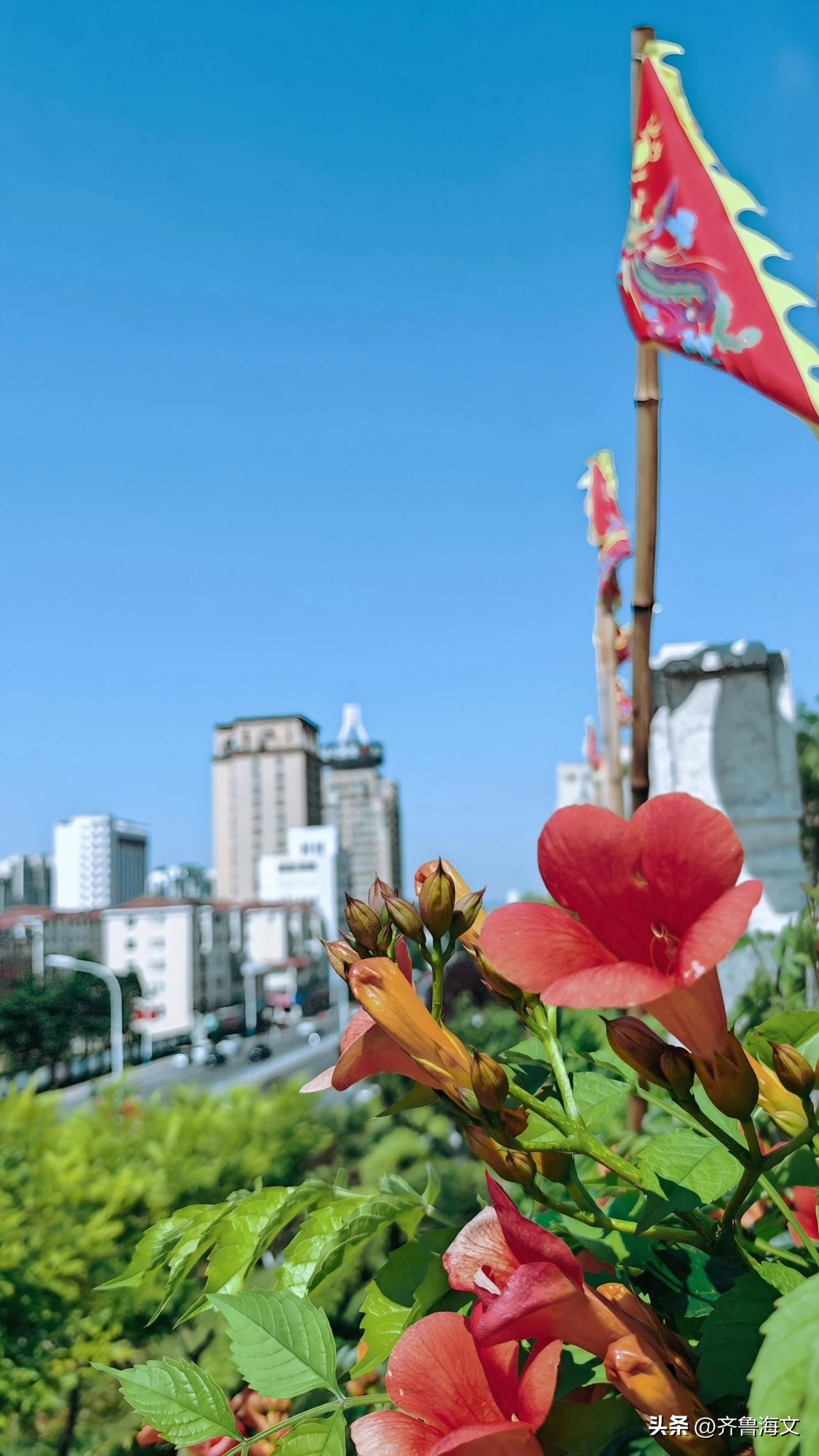 召文台围墙上凌霄花，那一簇簇橙红的小喇叭，攀着古老的墙垣向上，像要把千年的故事吹