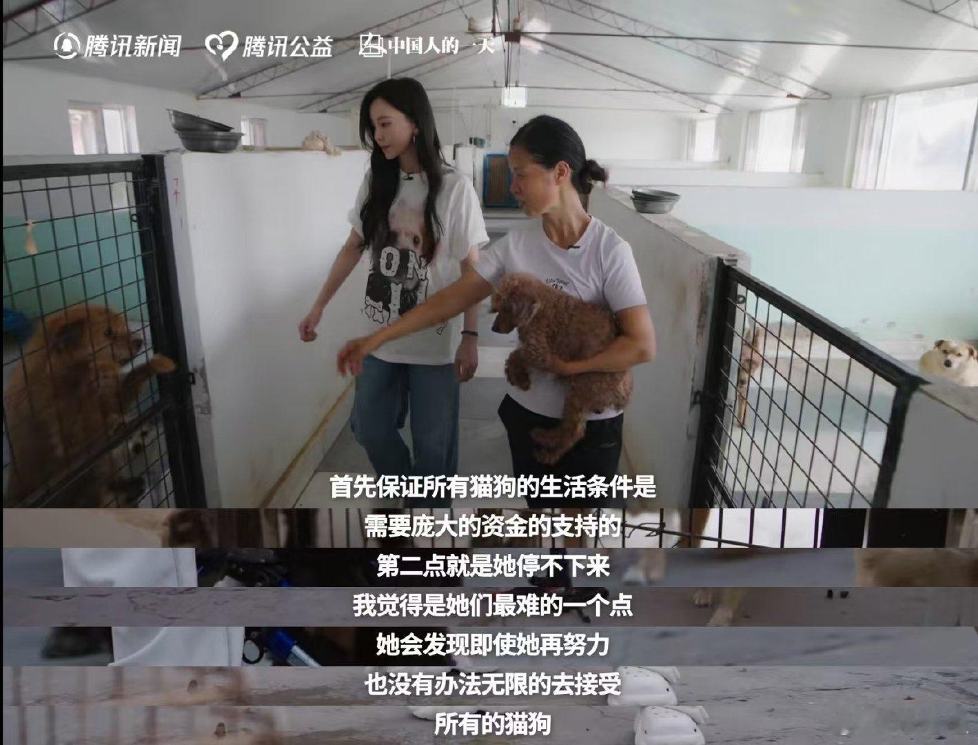 于文文呼吁不要残忍抛弃宠物不是所有小动物都能够幸运拥有家，于文文探访流浪动物社区