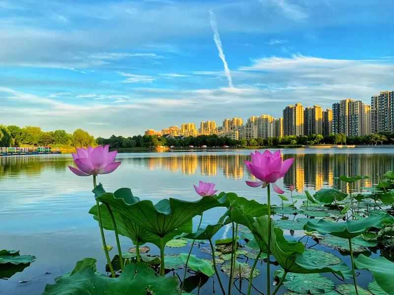 上联：一地秋菊艳，恭请您对下联半湖夏荷香