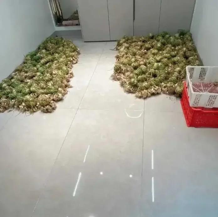 婆婆又开始储备了