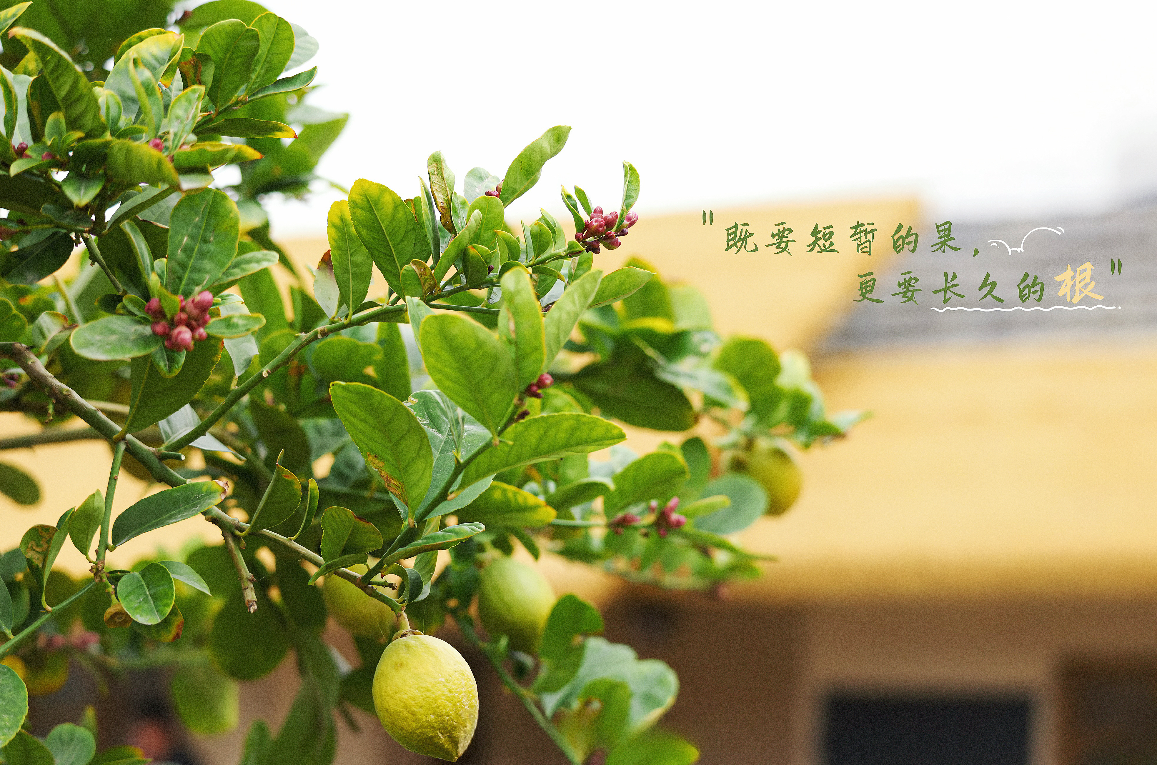 种地吧“开垦梦想，扫除困境” ​​​