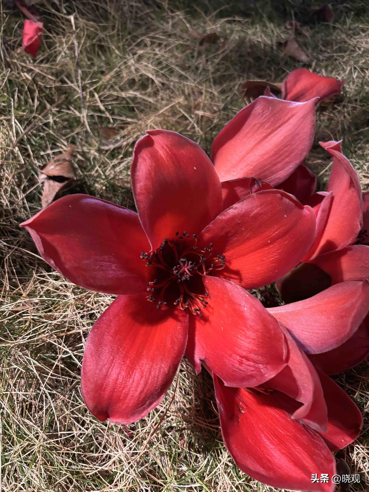 一张图片证明你来过羊城广州