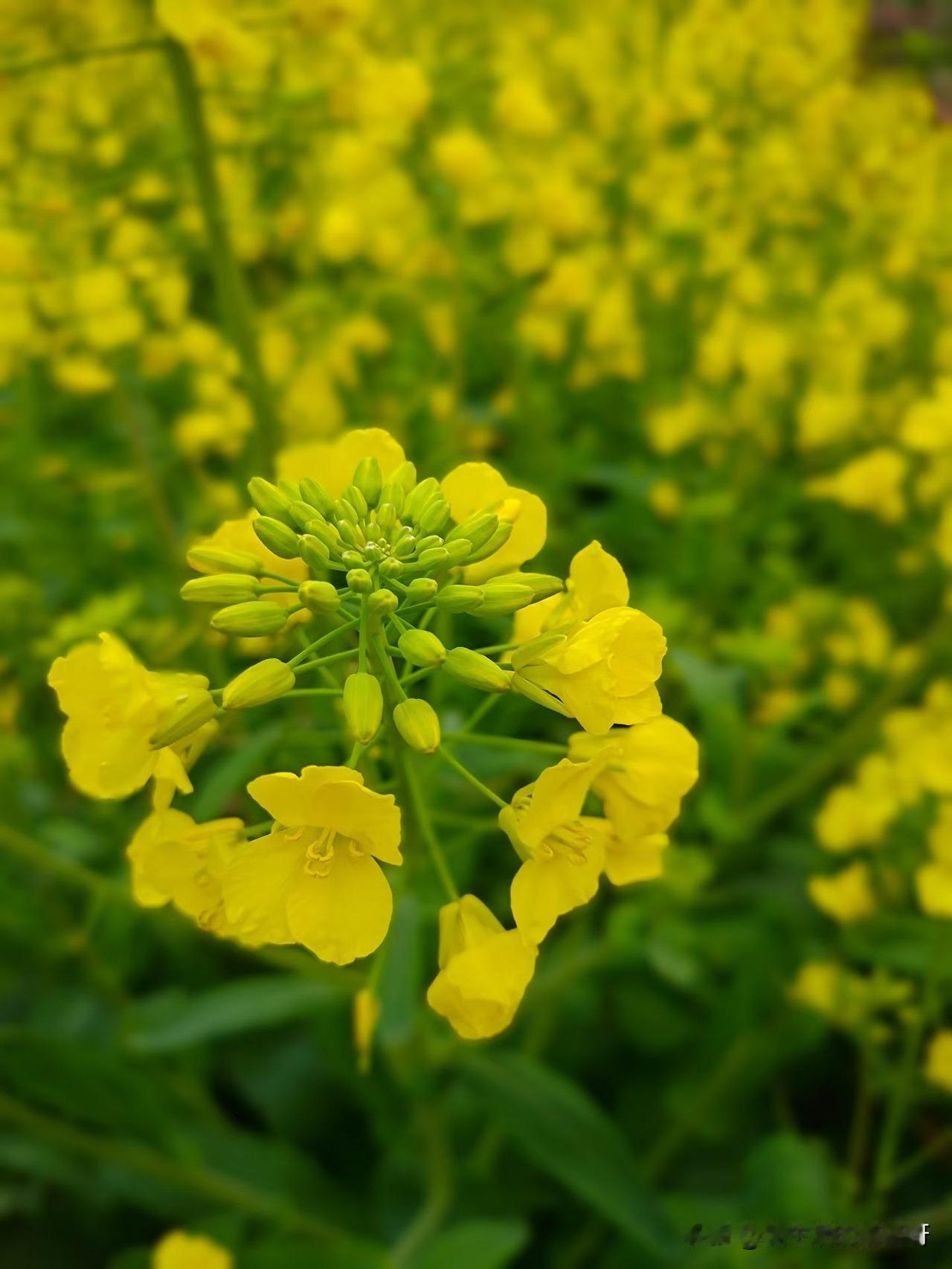 湖北孝感，我靠这几天好多朋友都发朋友圈说去云梦胡金店看油菜花海了，从拍的视频里面