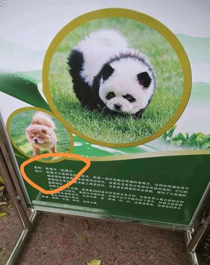 泰州动物园太有创意了，明明是松狮犬，非要把它们装扮成熊猫犬，结果看到的就是狗里狗