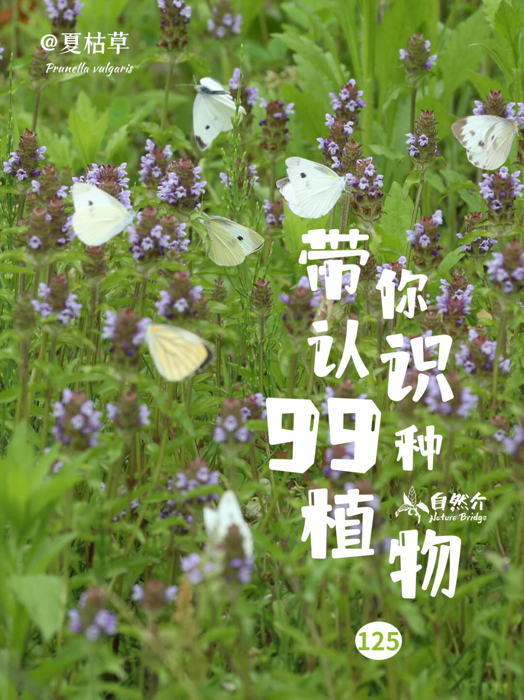 带你认识99种植物