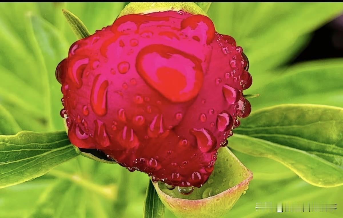 大姨走了，我转了份礼钱，却没去送行。
    这事一了，压在心底几十年的石头好像