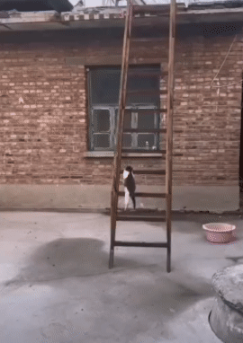 直观演绎了什么叫“如履平地”