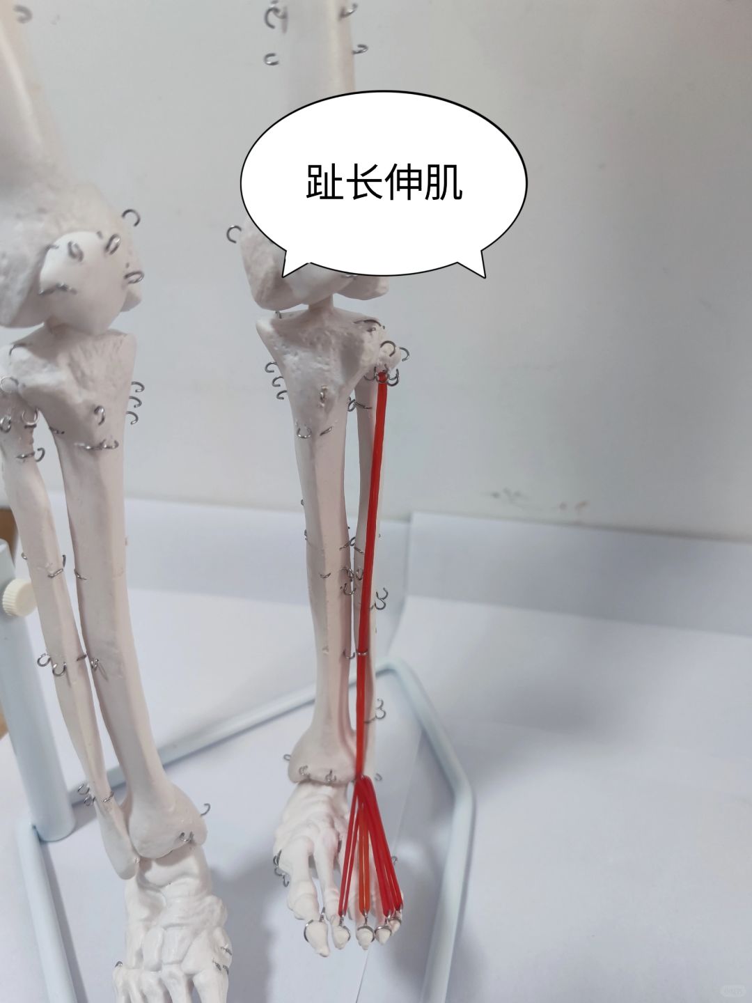 趾长伸肌