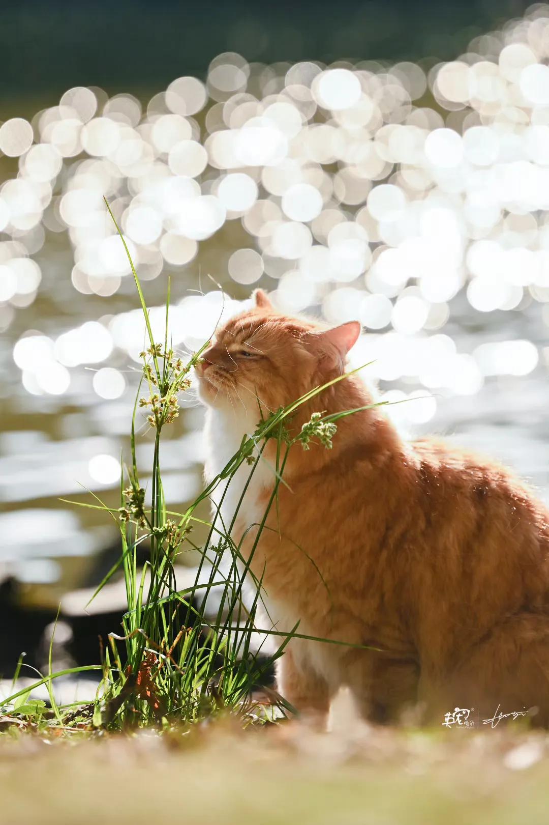 一只松弛感拉满的小猫，甚至还跟我踢了会足球😜【广州拍摄】