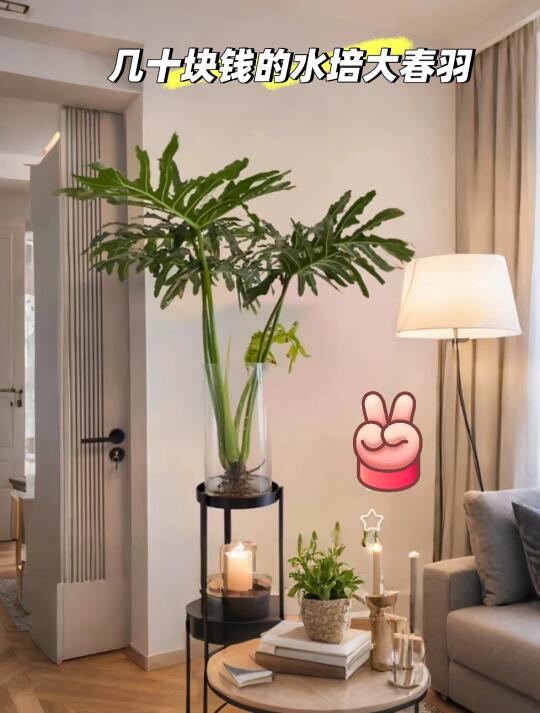 懒人福音！客厅C位绿植——水培春羽🌿