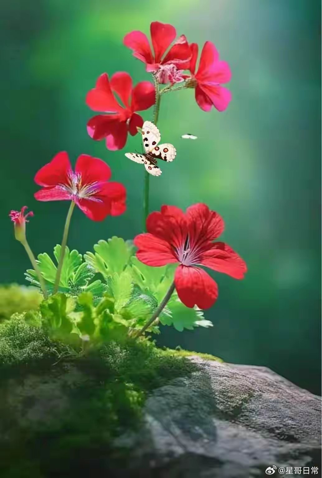 三生石上轻许愿，良辰美景锦瑟年。周星驰说没人欠我电影票