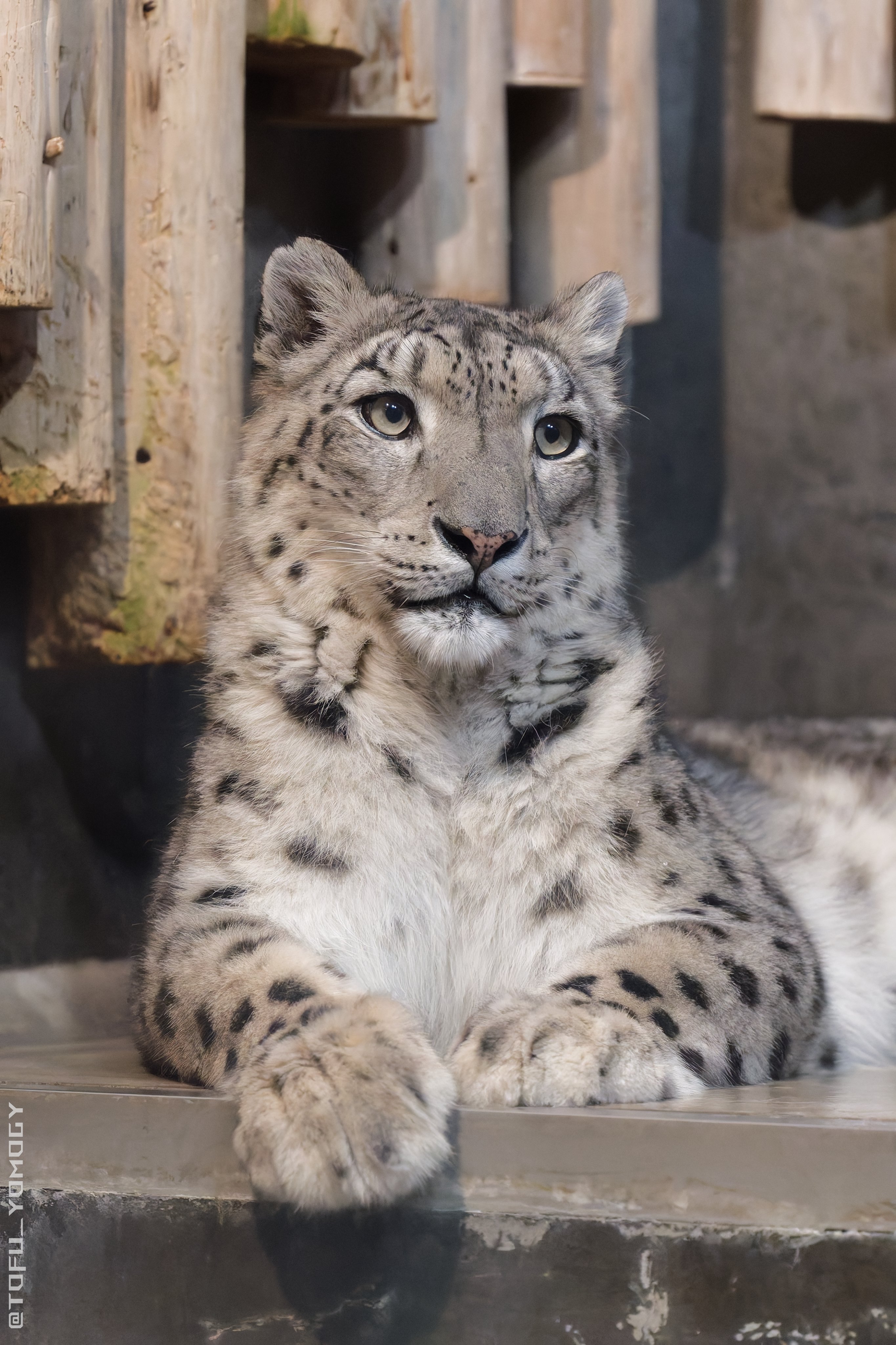 雪豹 推主Tofu_yomogy镜头下的豹豹显得格外美丽！仿佛是智商换的[捂嘴哭