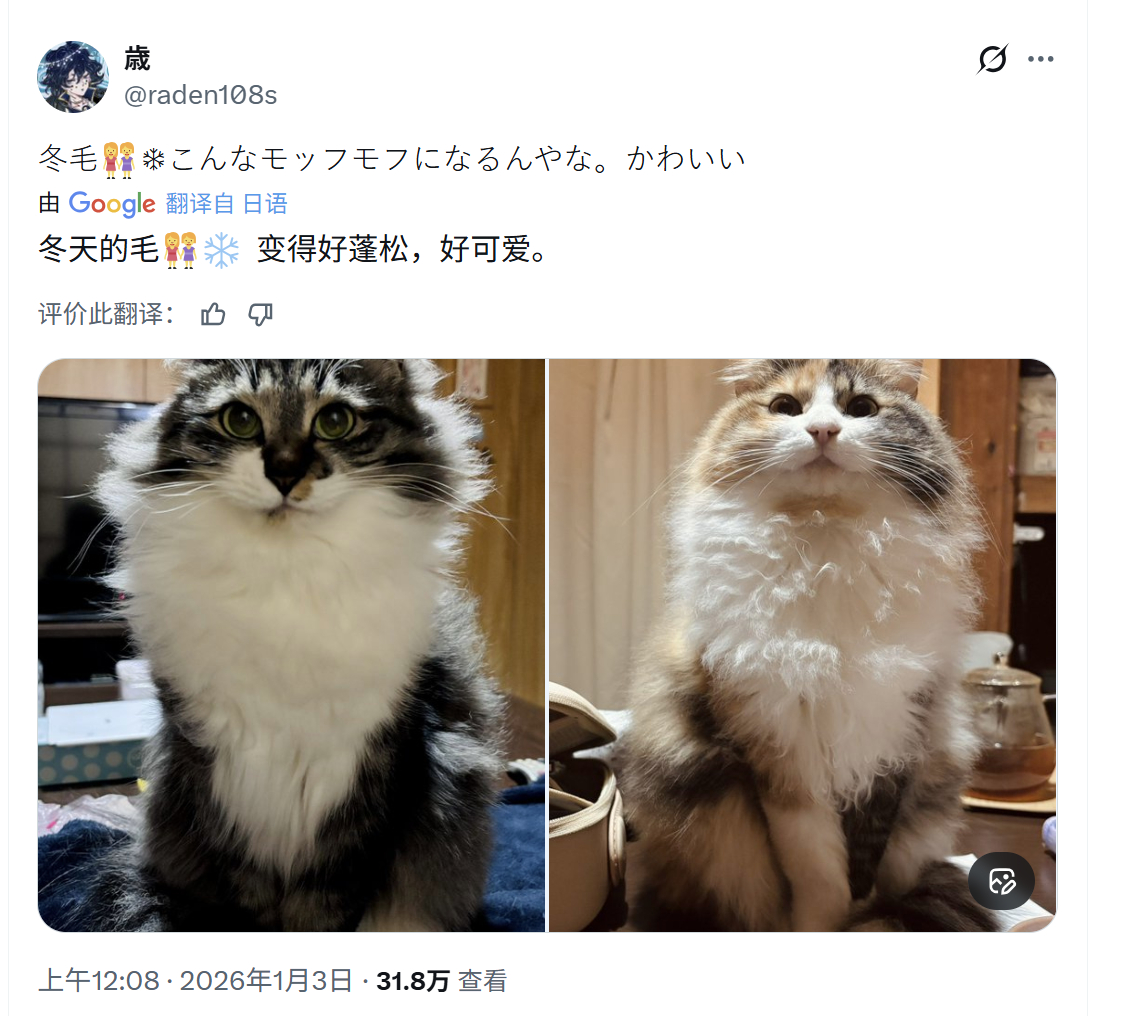 想看看你们家发冬毛的猫猫！！！^⑉･-･⑉^ ੭ 