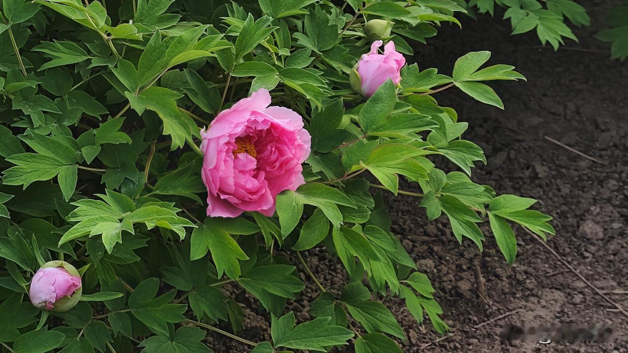 《漪汾赏牡丹》
漪汾春暖绽仙芳，粉紫披霞引客忙。
小苑偏藏倾国色，风摇绮影醉心房