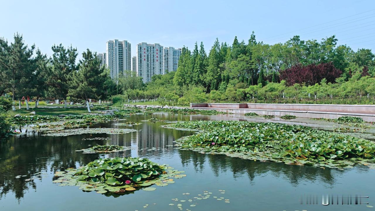 晒图笔记大赛抱龙河里的莲花，碧叶如盘，婷婷出水；粉白的花瓣在波光里轻颤，像是河水