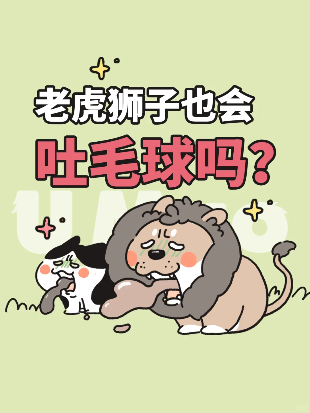 老虎狮子会和猫咪一样吐毛球吗？答案其实是