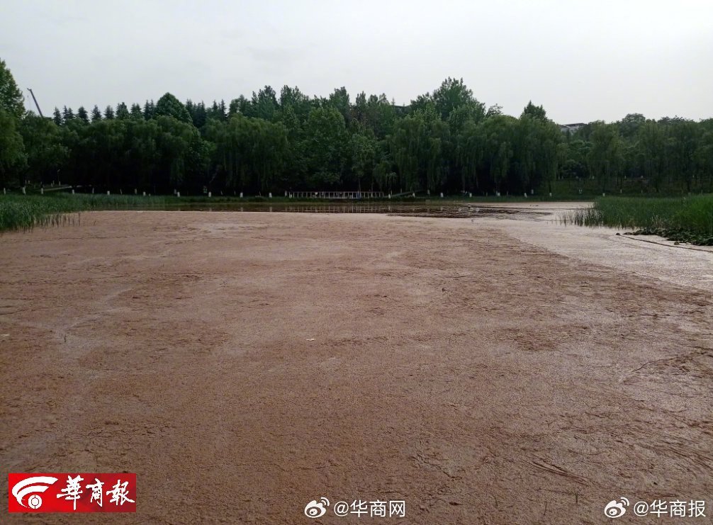 【泥沙淤积 荷景难寻 #西安潏河湿地公园人工湖为何难清淤#】“潏河湿地公园里面有