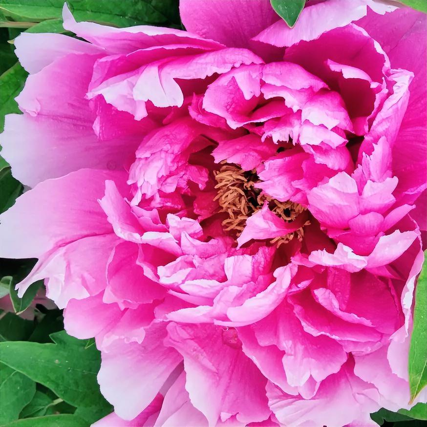 牡丹花好看，可惜花期太短了，朋友说了之后，有事就耽误几天，再去看时，都不成样了，