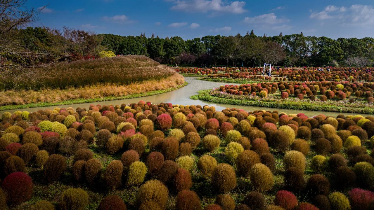 地肤草