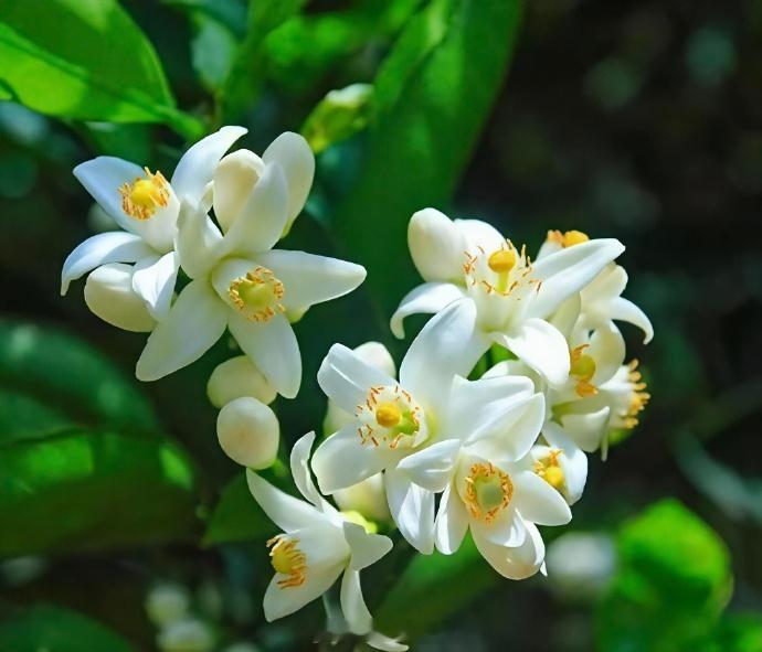 衢州常山胡柚花正式获省级食安标准立项 近日，“常山胡柚花”正式获得浙江省食品安全