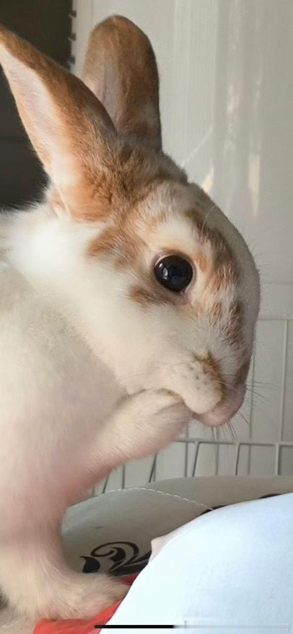 13597🐇【】肥嘟嘟嘴努子和雪白大脚 