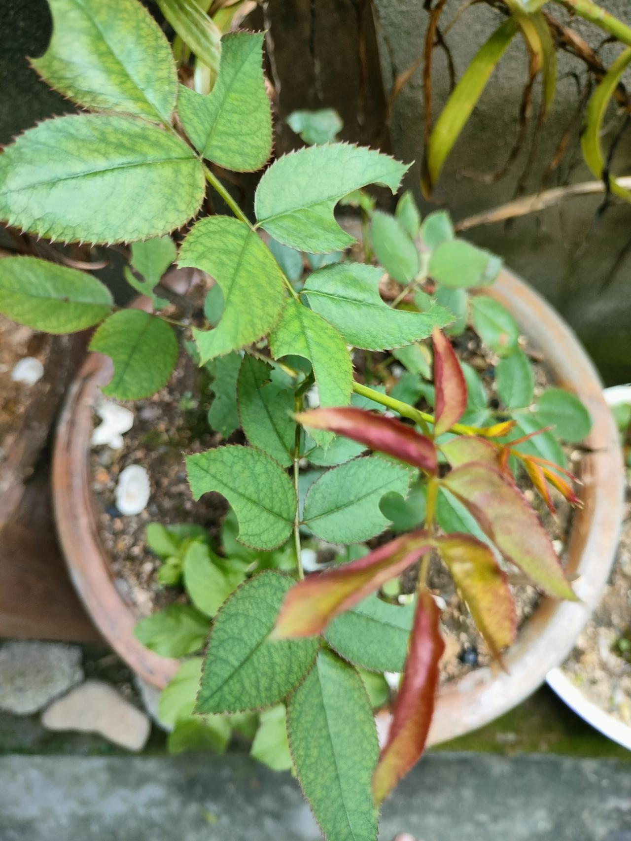 我虽然没有当场抓住你，但是从叶面的切割形状，我已经知道了你的存在。
这大概就是《