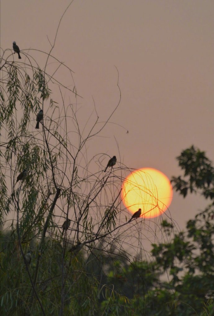 多情只有寻巢燕，飞上枝头话夕阳。 ​​​