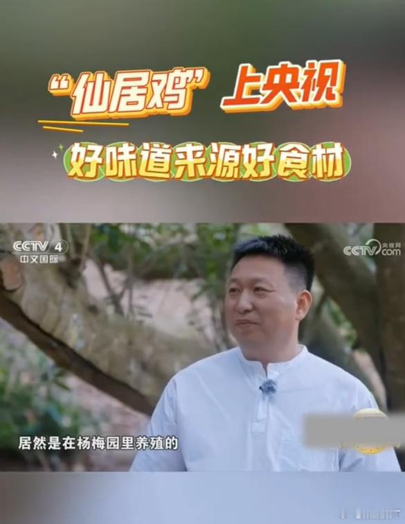 台州的仙居鸡火上央视了 最好的味道，来自最自然的生长。在仙居的山林间，时间慢下来