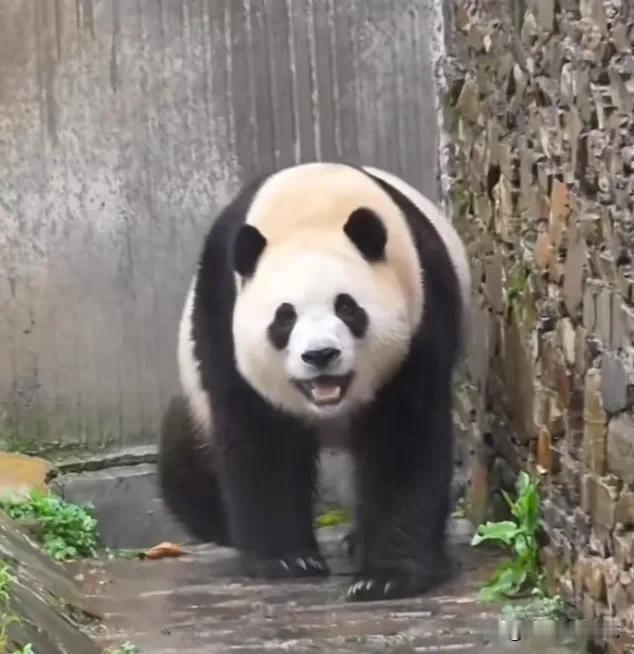 福宝好喜欢下雨天，在雨中的院落里漫步好开心啊，咧嘴笑个不停！我仿佛听到了美少女猪