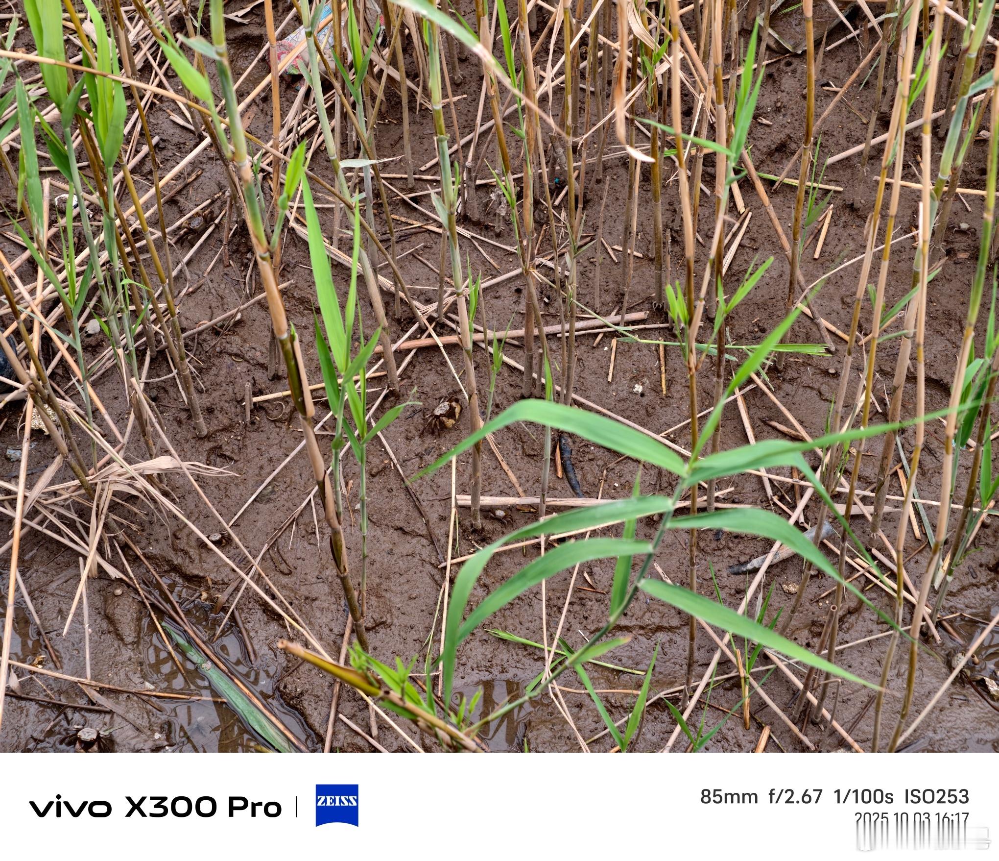 再来一个照片给大家看看vivo X300 Pro的2亿像素长焦。你们能从第一张照