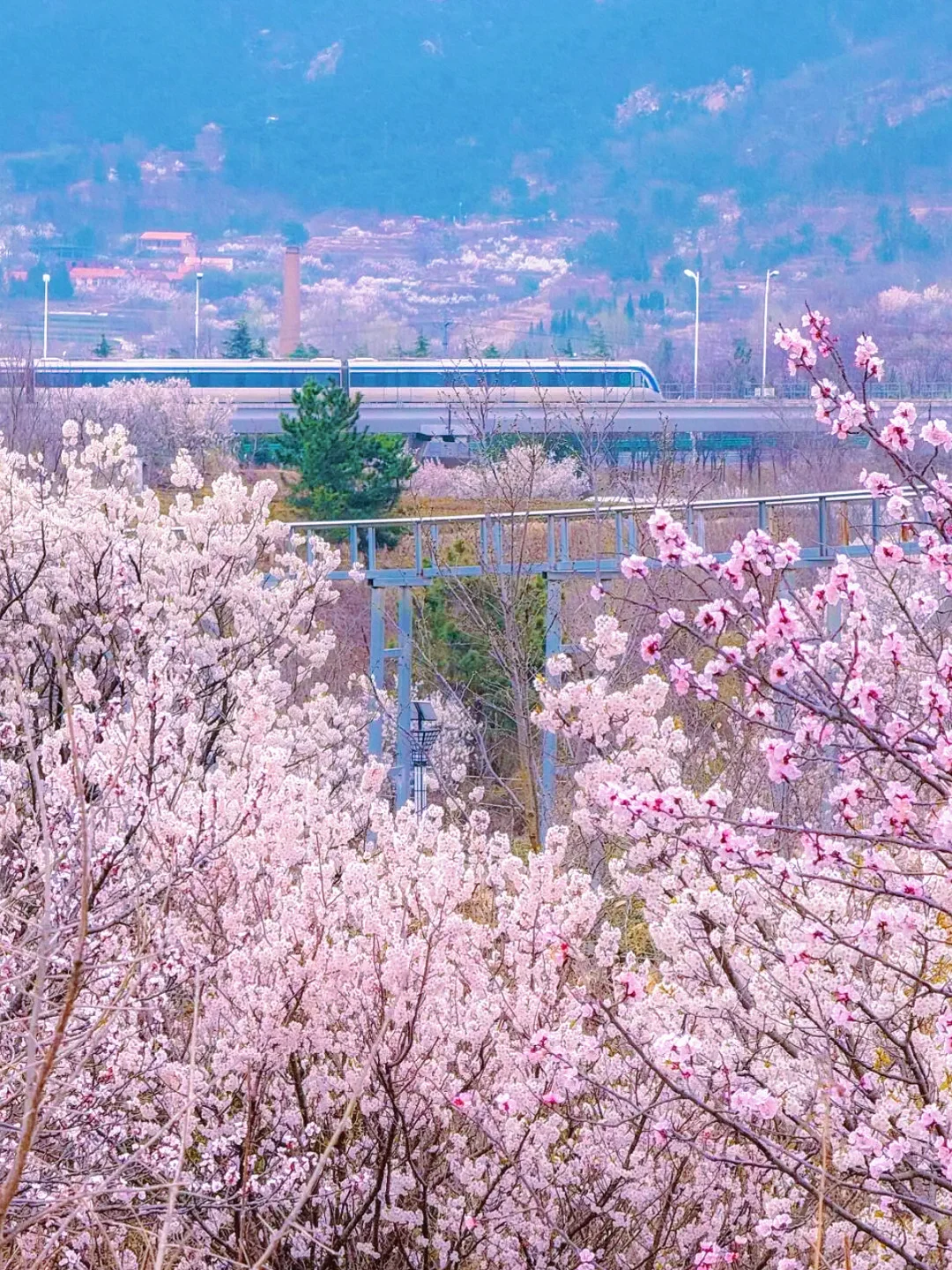 青岛赏花攻略💛开往山海的花海列车已发车