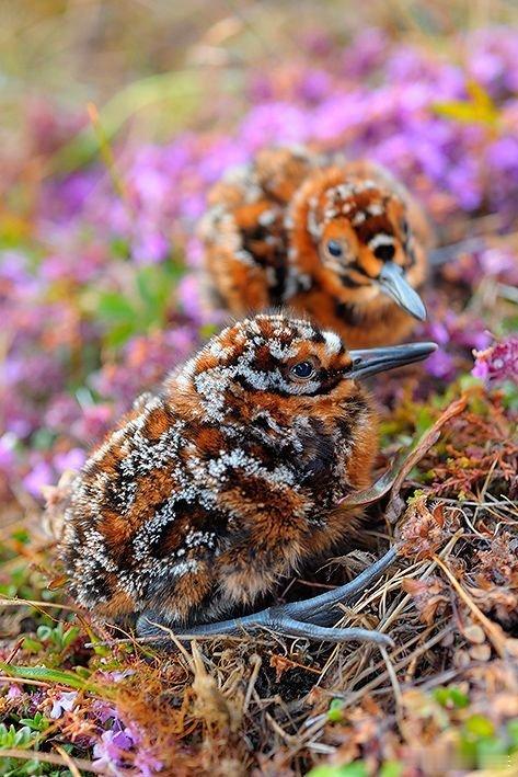 花丛里的碎影：沙锥雏鸟的隐身术本文综合国际鸟盟（BirdLife Interna