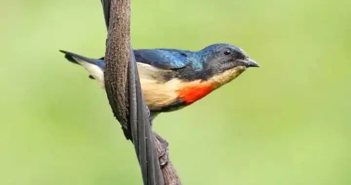 为博 “出片”用音响诱拍鸟类？园方：将进行针对性的管理