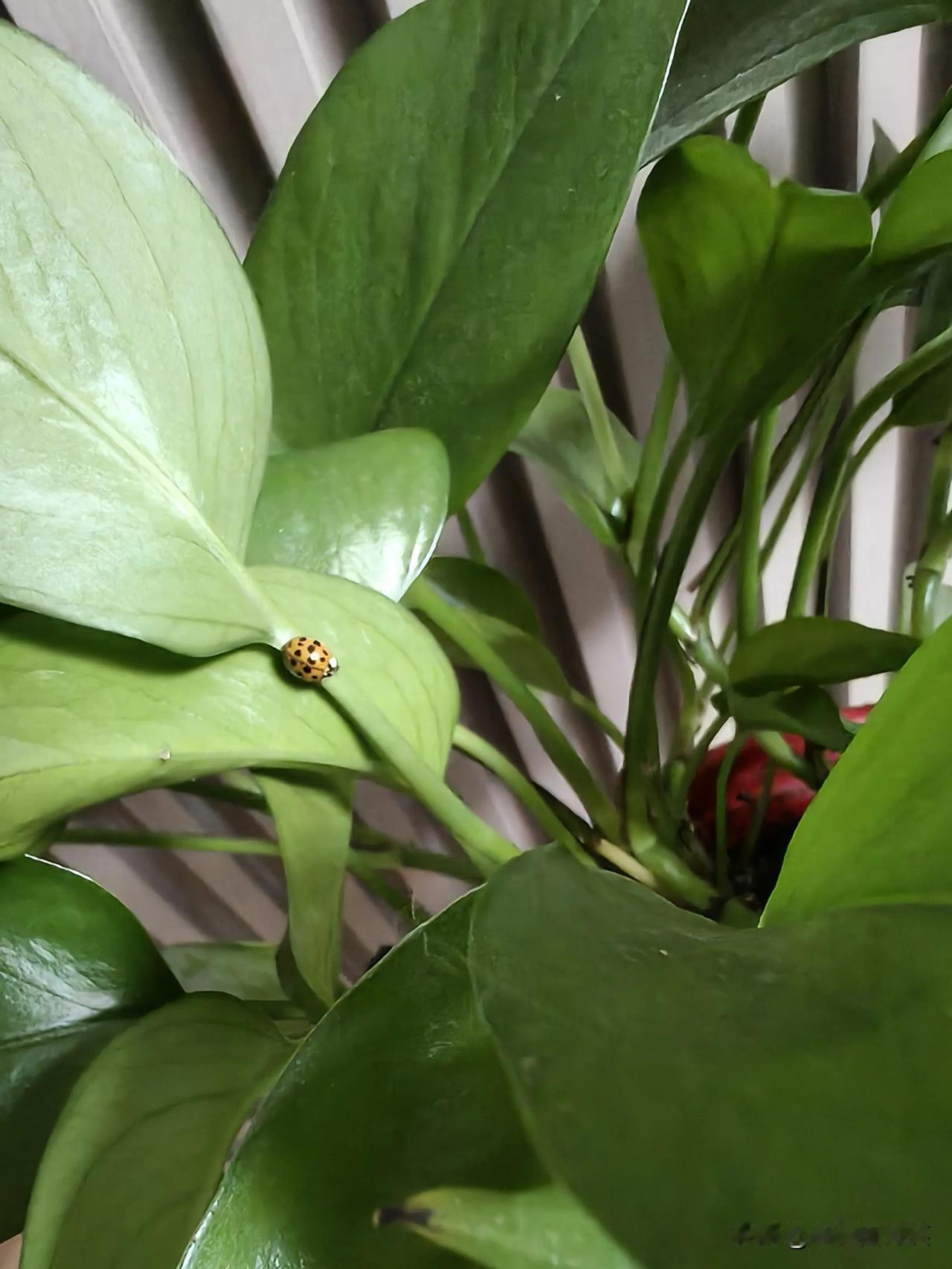 不知道它跑哪去了