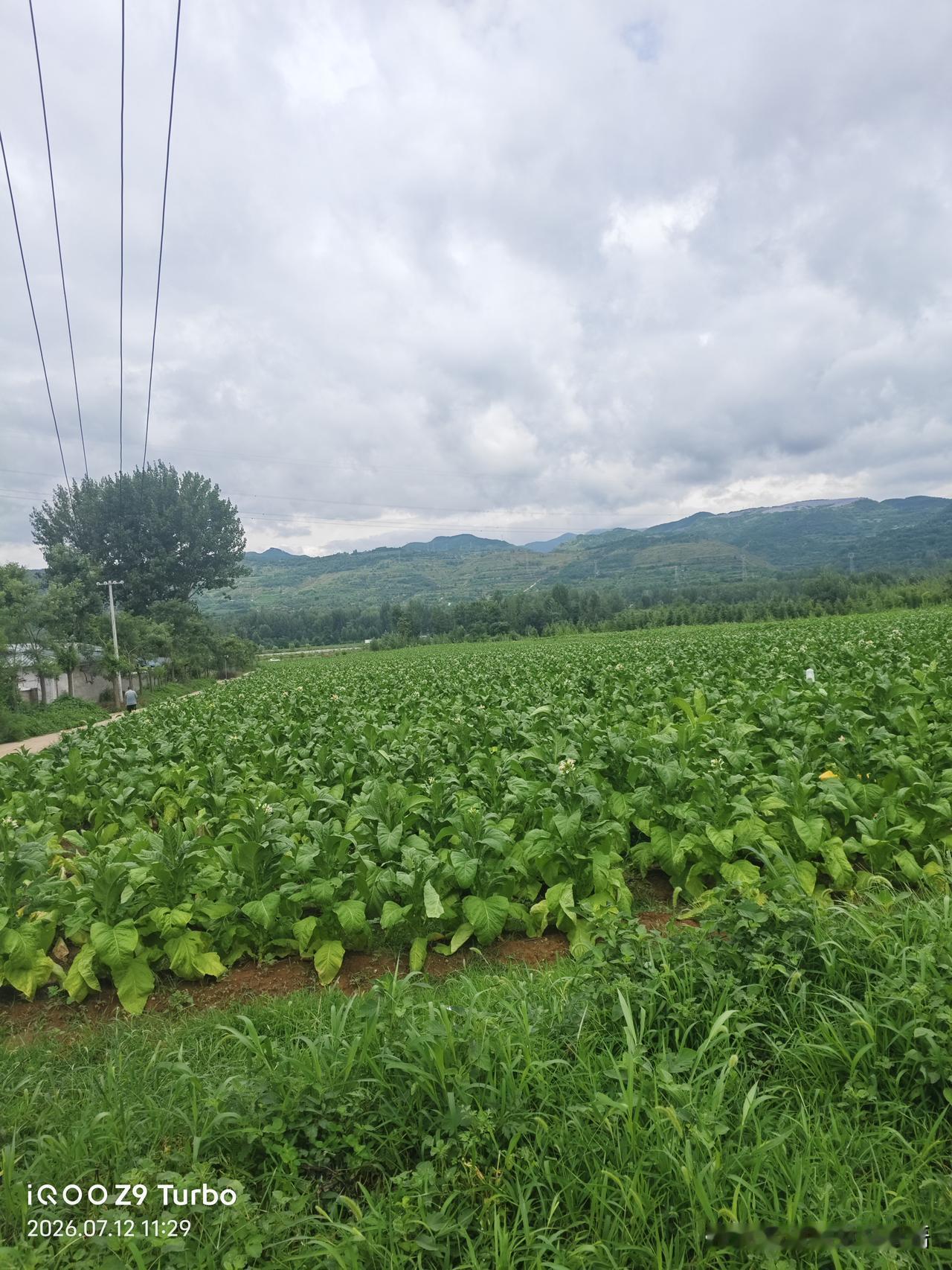 今年夏天酷热难耐，持续了好长一阵子，小暑已然过去。某一日中午，耳畔忽然传来阵阵蝉