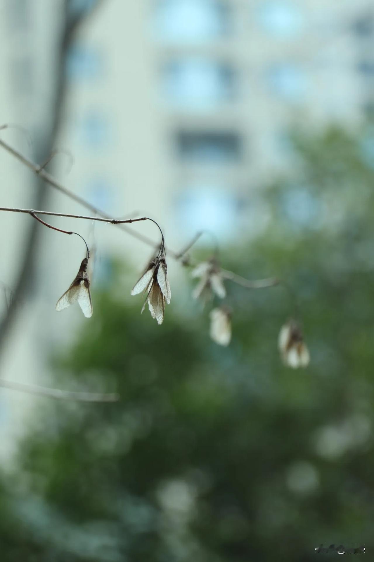 枯萎的残叶在枝头摇曳，透着丝丝哀愁，不禁让人想起那些关于岁月、关于生命的诗篇。