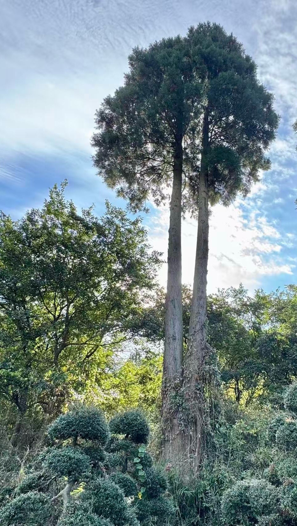 双木成林，一棵树的林[胜利] ​​​