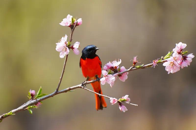 上联：冬去山明水秀，下联：请你来春来鸟语花香。