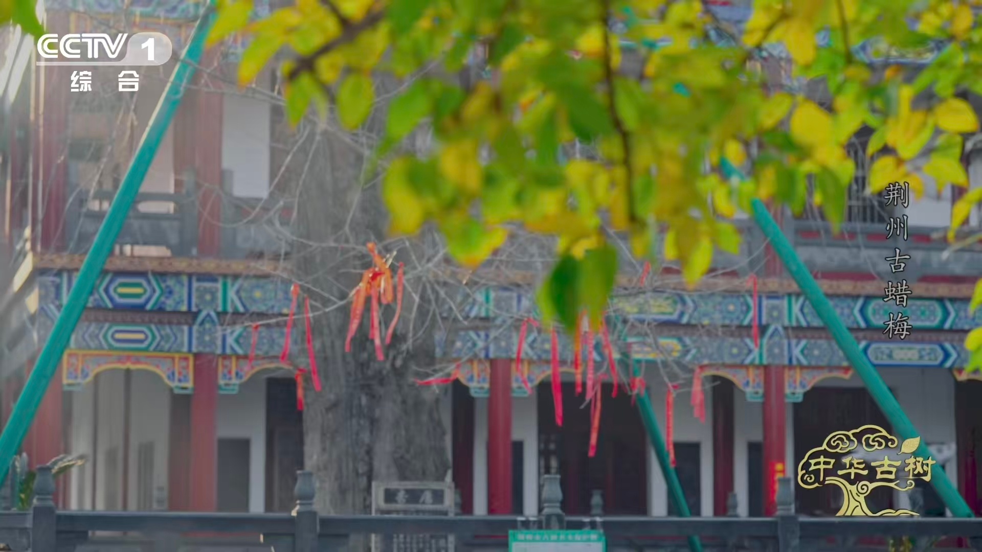 是蜡梅还是腊梅终于分清蜡梅和梅花了 荆州章华寺的古蜡梅，两千五百岁了它见证了“蜡