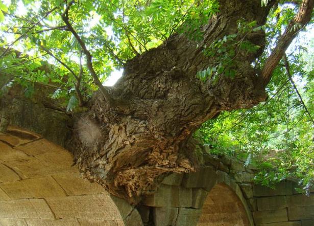 树和桥生死相依，矢志不渝...