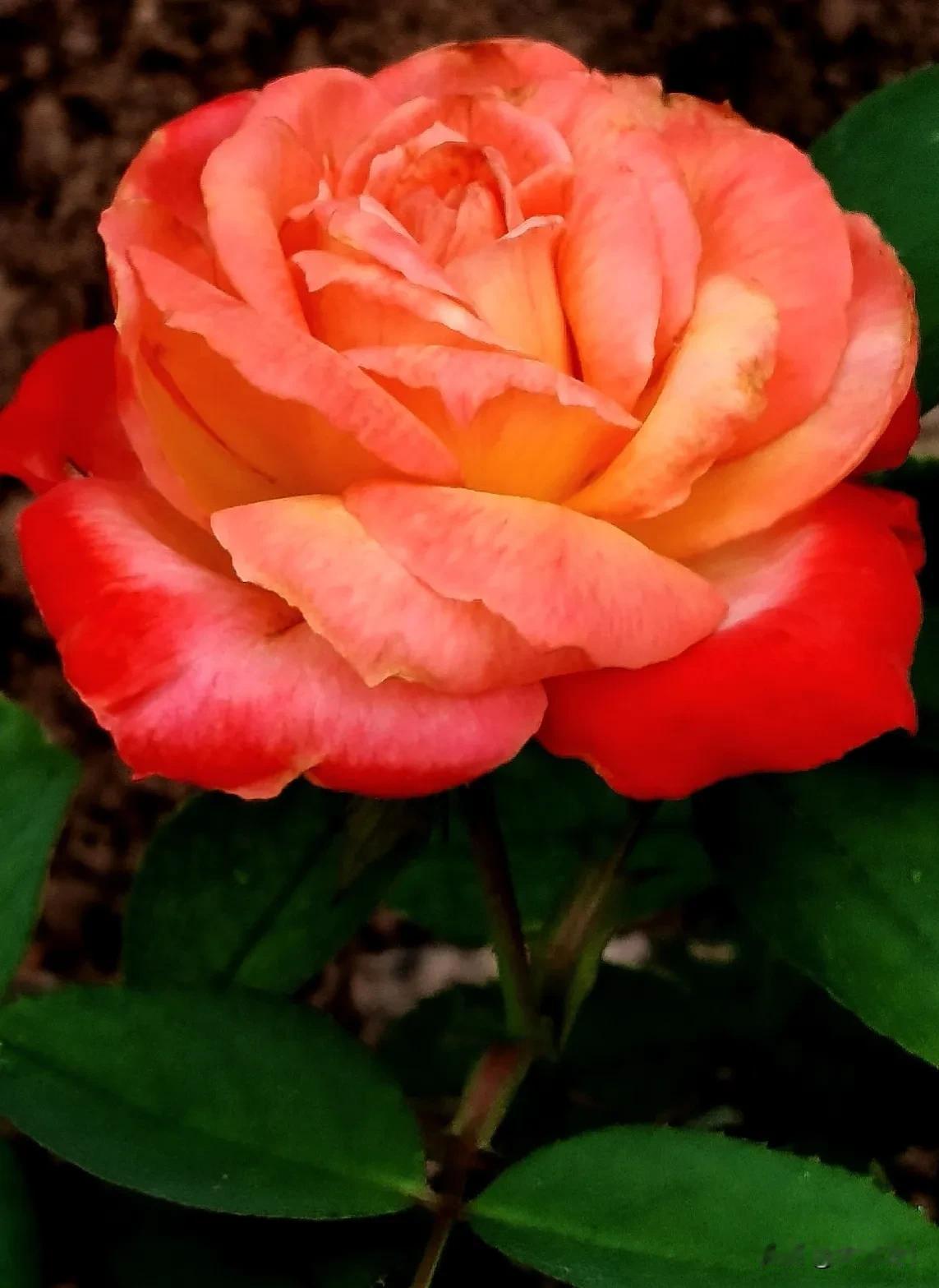 
每日分享（首发原创）
月季花赏析
#随拍月季花分享# #随手拍花卉摄影# #随