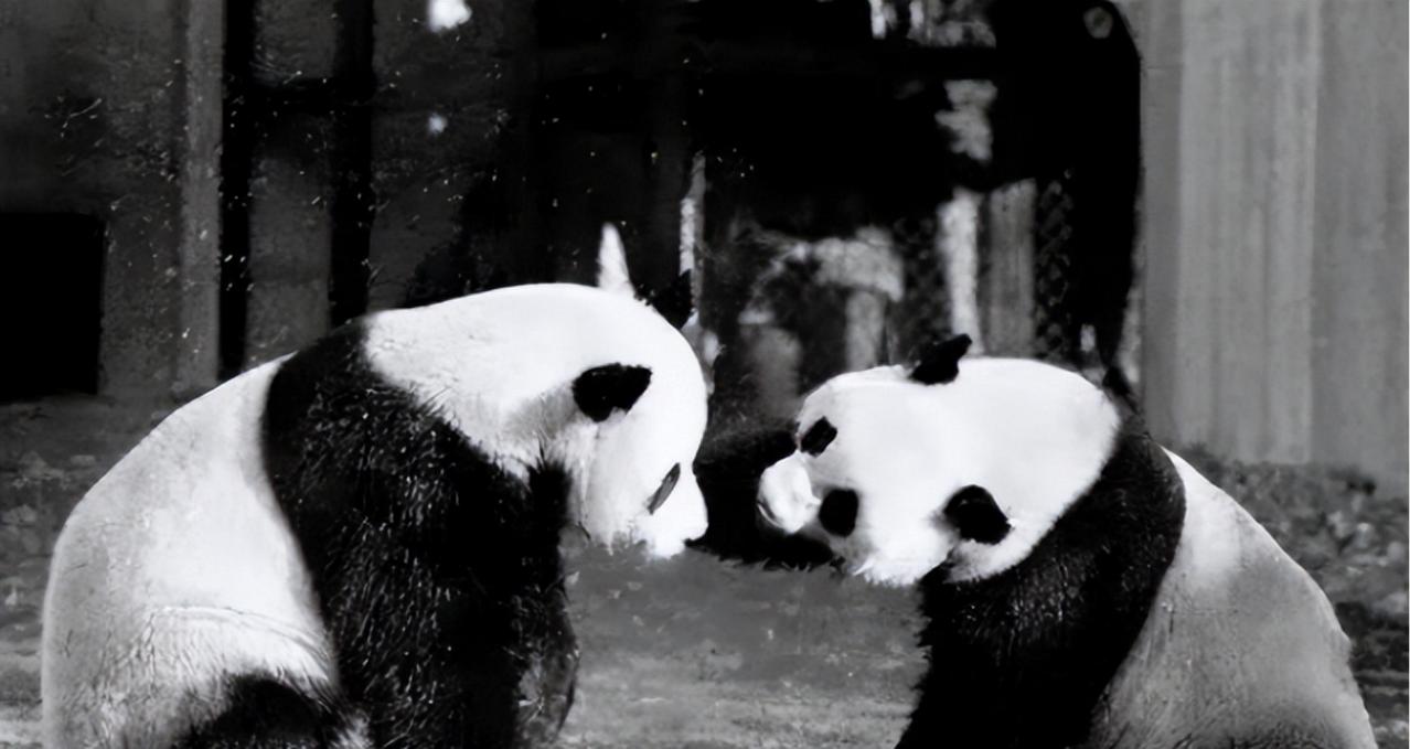72年尼克松访华，试探提出想要大熊猫，周总理的回应让他始料未及！

1972年2