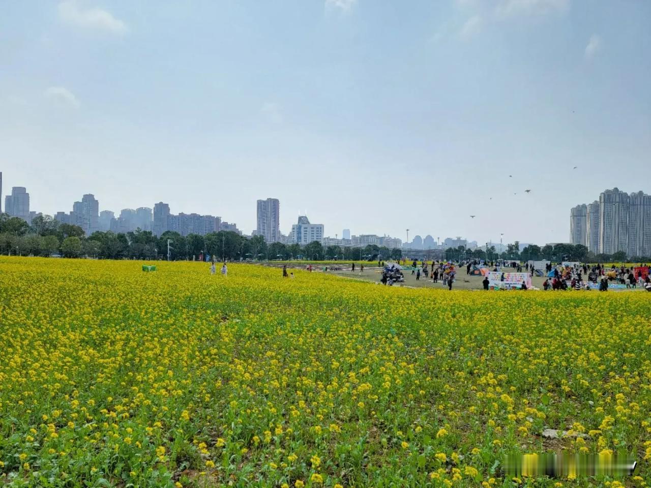 油菜花海，放飞春天（摄于2025.3.16）
        春雨绵绵，下了近一